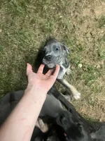 Gray Girl, a female Cane Corso for sale in Gause, TX – 2 of 4