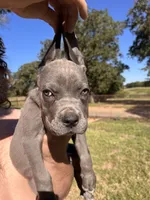 Blue boy , a male Cane Corso for sale in Gause, TX – 2 of 3