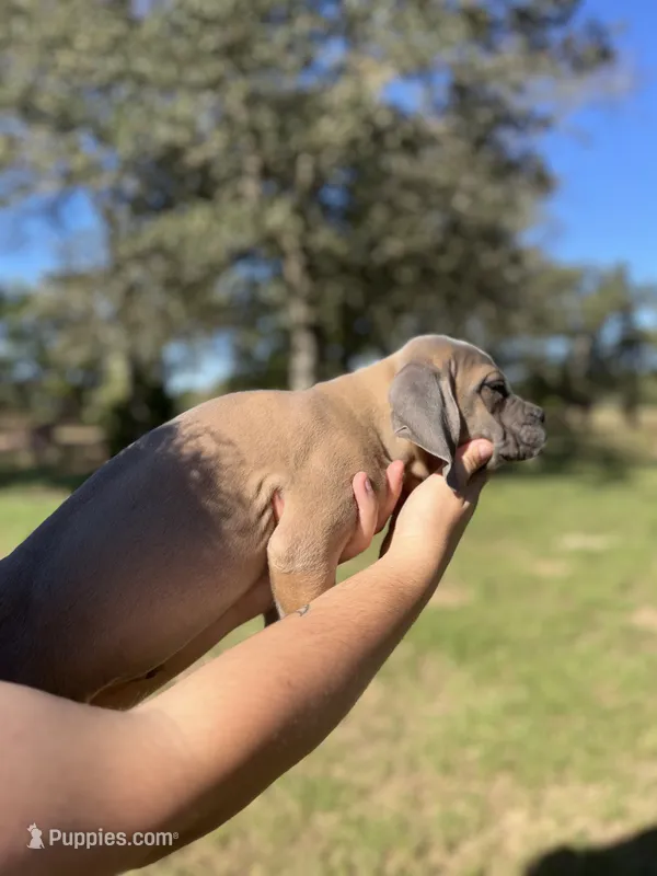 Red  – Cane Corso puppy for sale in Gause, TX