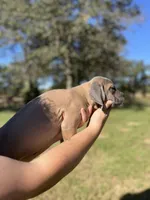Red , a male Cane Corso for sale in Gause, TX – 1 of 4