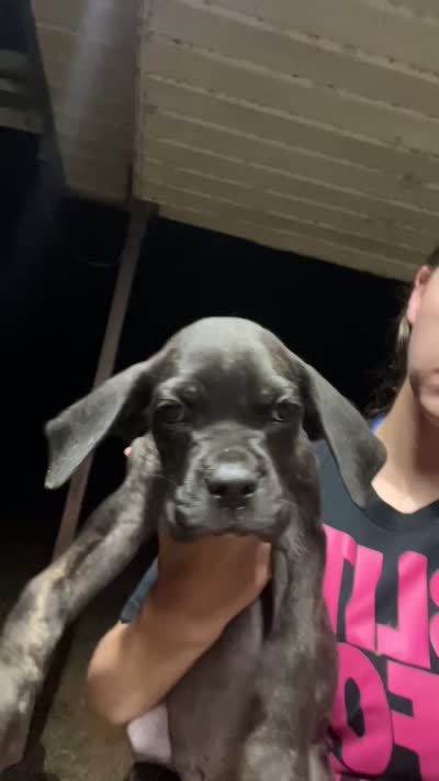 brindle boy, a male Cane Corso for sale in Gause, TX – 2 of 2