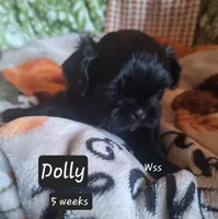 Dolly, a female Shih Tzu for sale in Cheney, WA – 2 of 5