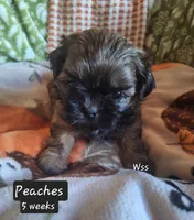 Peaches , a female Shih Tzu for sale in Cheney, WA – 4 of 5