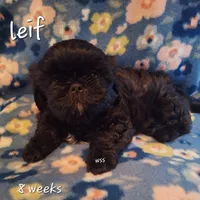 Leif, a male Shih Tzu for sale in Medical Lake, WA – Photo 4 of 7