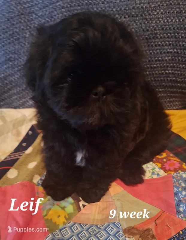 Leif – Shih Tzu puppy for sale in Medical Lake, WA