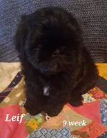 Leif, a male Shih Tzu for sale in Medical Lake, WA – Photo 1 of 7