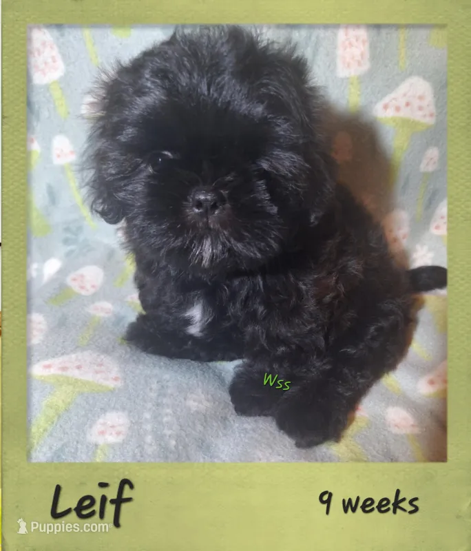 Leif – Shih Tzu puppy for sale in Medical Lake, WA