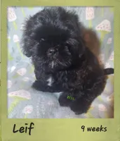 Leif, a male Shih Tzu for sale in Medical Lake, WA – Photo 2 of 7