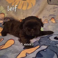 Leif, a male Shih Tzu for sale in Medical Lake, WA – Photo 6 of 7