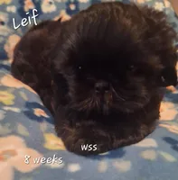 Leif, a male Shih Tzu for sale in Medical Lake, WA – Photo 5 of 7