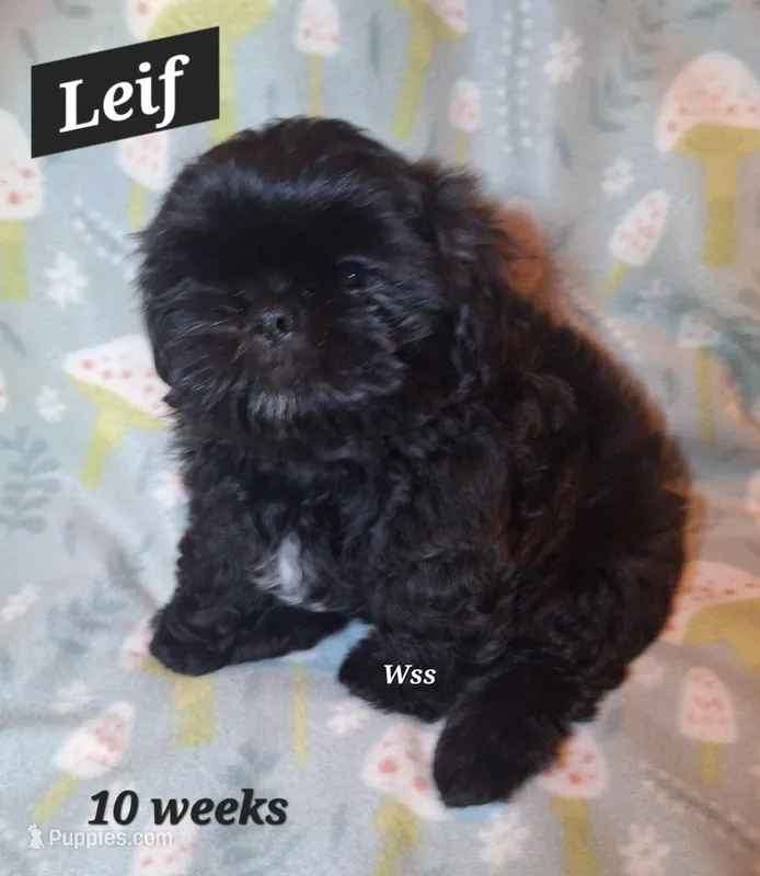 Leif – Shih Tzu puppy for sale in Medical Lake, WA