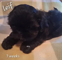 Leif, a male Shih Tzu for sale in Medical Lake, WA – Photo 3 of 7