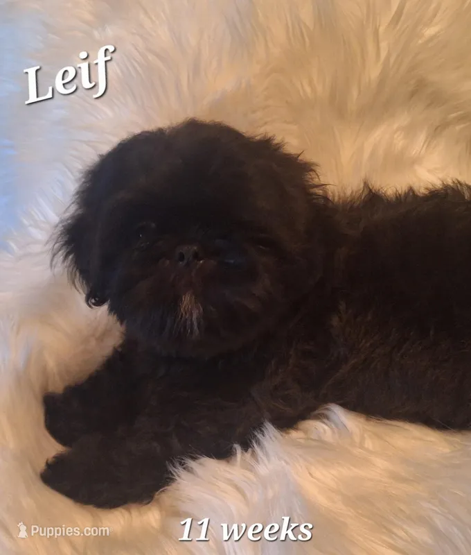 Leif – Shih Tzu puppy for sale in Medical Lake, WA