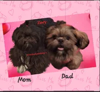 Dolly, a female Shih Tzu for sale in Cheney, WA – 5 of 5