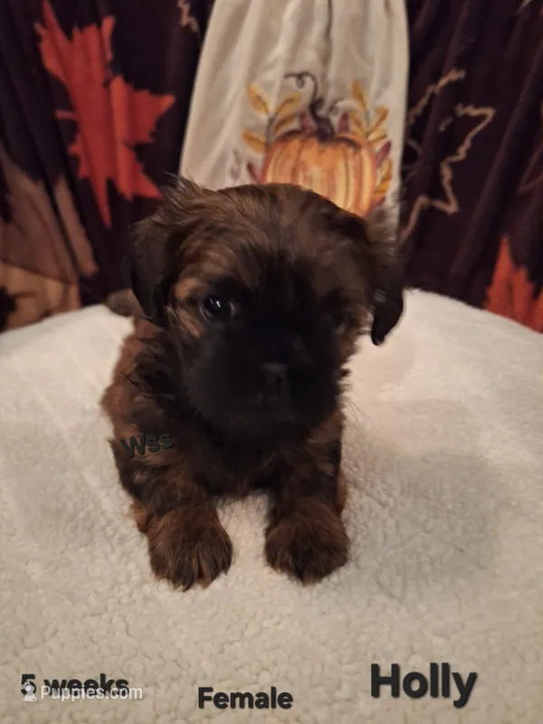 Holly – Shih Tzu puppy for sale in Cheney, WA