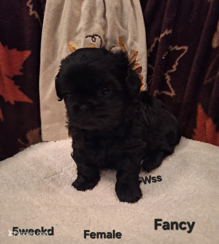 Fancy  – Shih Tzu puppy for sale in Cheney, WA