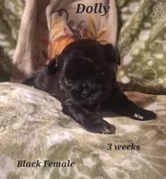 Dolly, a female Shih Tzu for sale in Cheney, WA – 4 of 5