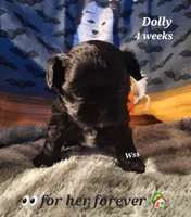 Dolly, a female Shih Tzu for sale in Cheney, WA – 3 of 5