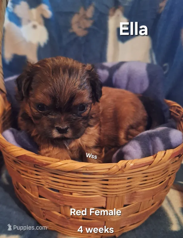Ella – Shih Tzu puppy for sale in Cheney, WA