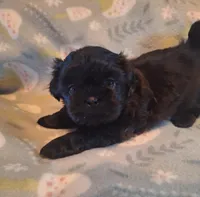 Romeo , a male Shih Tzu for sale in Medical Lake, WA – Photo 5 of 6