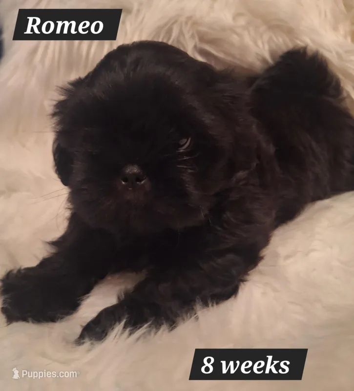 Romeo  – Shih Tzu puppy for sale in Medical Lake, WA