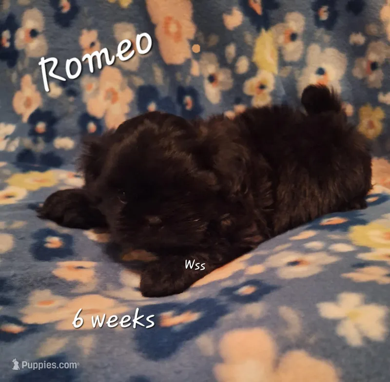 Romeo  – Shih Tzu puppy for sale in Medical Lake, WA