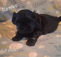 Romeo , a male Shih Tzu for sale in Medical Lake, WA – Photo 2 of 6