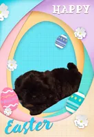 Romeo , a male Shih Tzu for sale in Medical Lake, WA – Photo 3 of 6