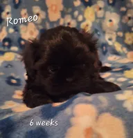 Romeo , a male Shih Tzu for sale in Medical Lake, WA – Photo 4 of 6