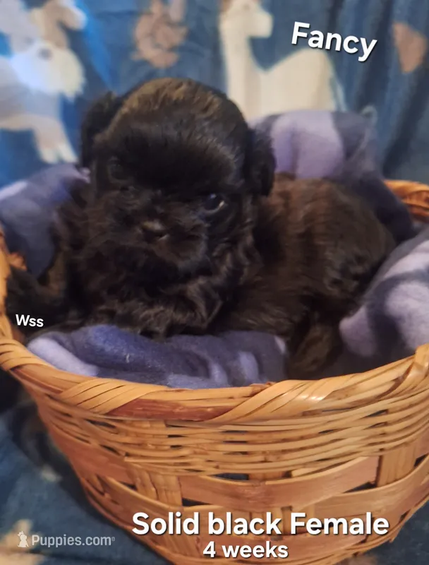 Fancy  – Shih Tzu puppy for sale in Cheney, WA
