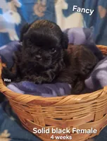 Fancy , a female Shih Tzu for sale in Cheney, WA – 1 of 3