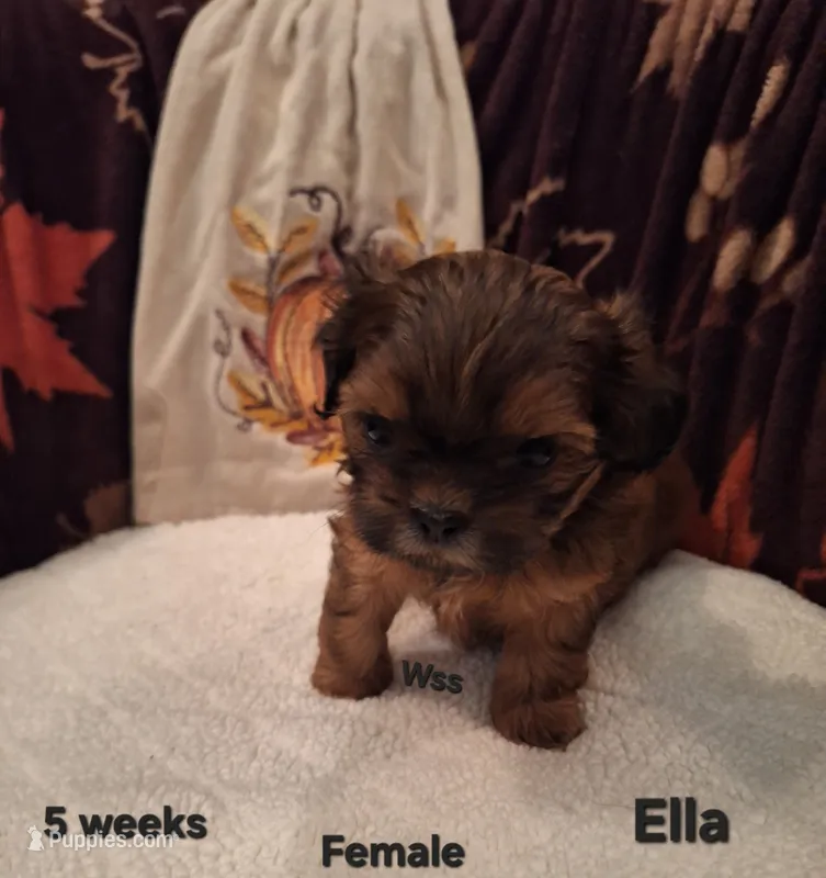 Ella – Shih Tzu puppy for sale in Cheney, WA