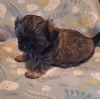 Hershey , a male Shih Tzu for sale in Medical Lake, WA – Photo 6 of 9