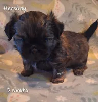 Hershey , a male Shih Tzu for sale in Medical Lake, WA – Photo 3 of 9