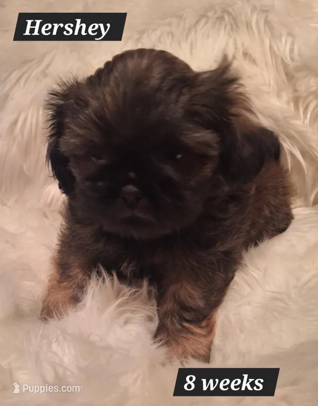 Hershey  – Shih Tzu puppy for sale in Medical Lake, WA