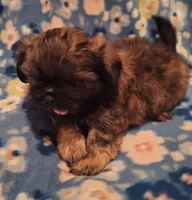 Hershey , a male Shih Tzu for sale in Medical Lake, WA – Photo 4 of 9