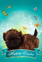 Hershey , a male Shih Tzu for sale in Medical Lake, WA – Photo 2 of 9