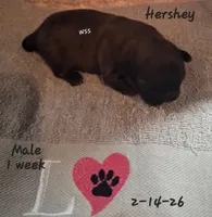 Hershey , a male Shih Tzu for sale in Medical Lake, WA – Photo 8 of 9