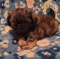 Hershey , a male Shih Tzu for sale in Medical Lake, WA – Photo 5 of 9