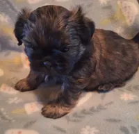 Hershey , a male Shih Tzu for sale in Medical Lake, WA – Photo 7 of 9