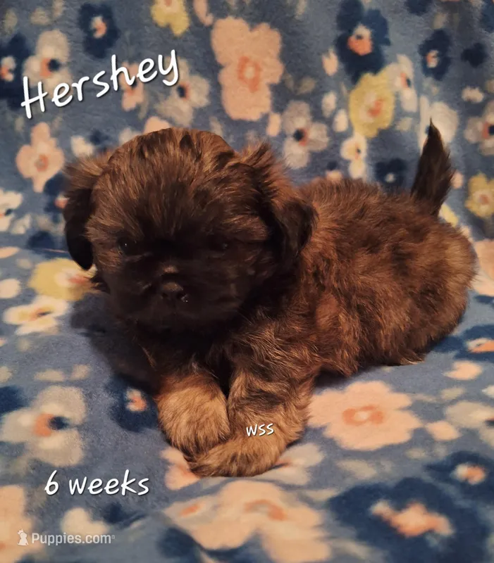 Hershey  – Shih Tzu puppy for sale in Medical Lake, WA