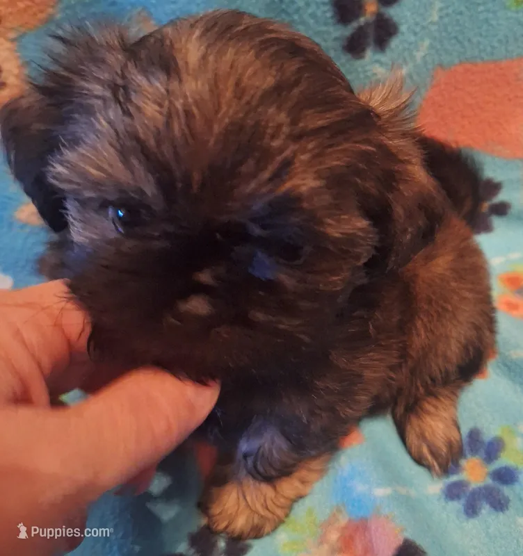 Hershey  – Shih Tzu puppy for sale in Medical Lake, WA