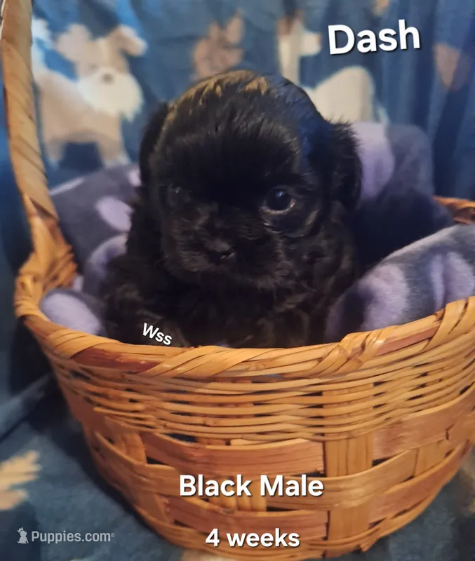 Dash – Shih Tzu puppy for sale in Cheney, WA