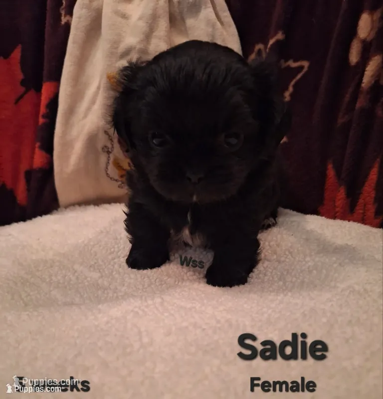 Sadie – Shih Tzu puppy for sale in Cheney, WA