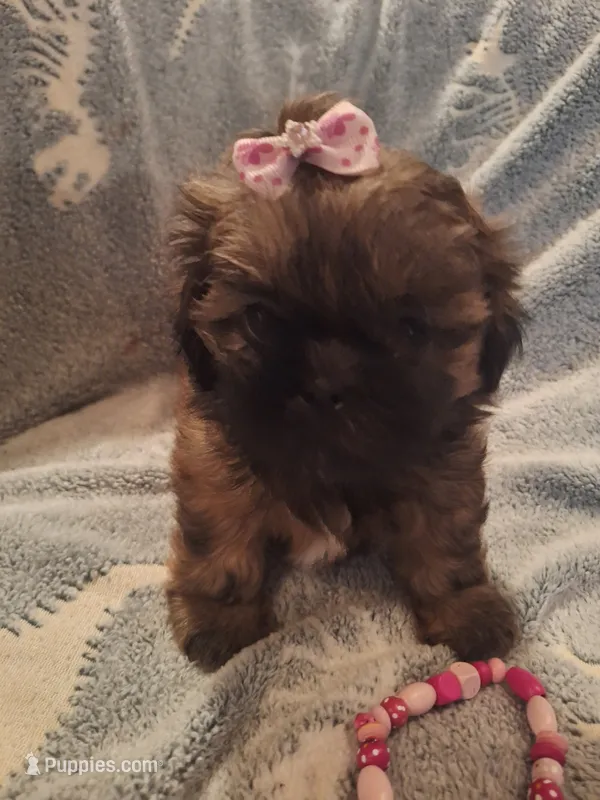 Peaches  – Shih Tzu puppy for sale in Cheney, WA