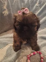 Peaches , a female Shih Tzu for sale in Cheney, WA – 1 of 5