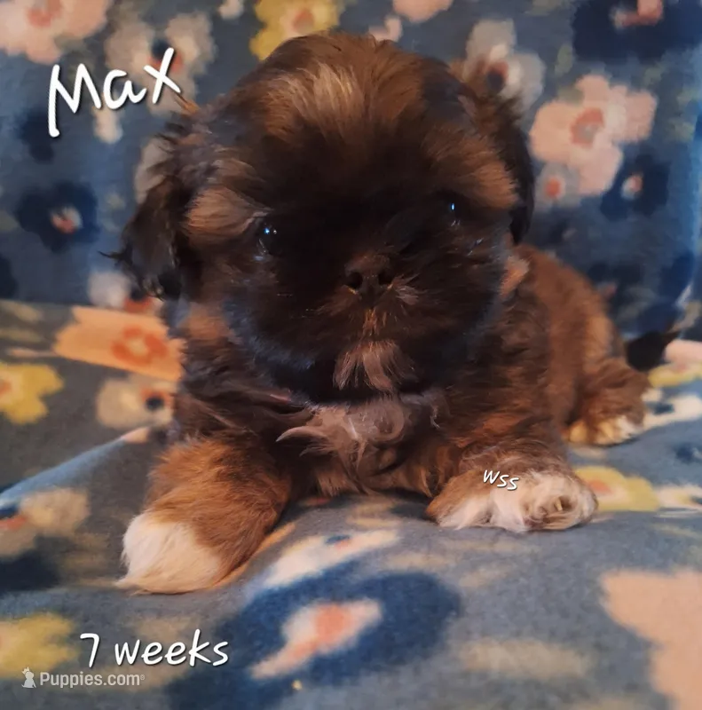 Max – Shih Tzu puppy for sale in Medical Lake, WA