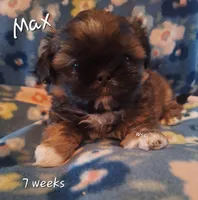 Max, a male Shih Tzu for sale in Medical Lake, WA – Photo 5 of 6