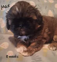 Max, a male Shih Tzu for sale in Medical Lake, WA – Photo 2 of 6
