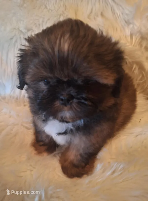 Max – Shih Tzu puppy for sale in Medical Lake, WA